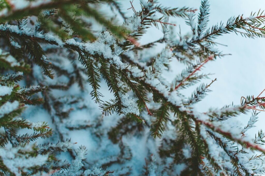 Macro Photography of Tree Branch